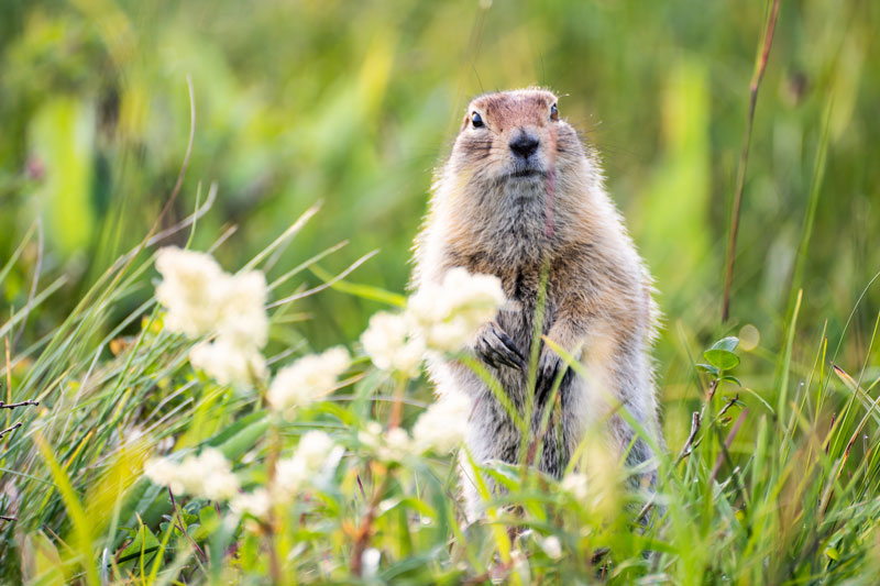 Groundhog Day Canada