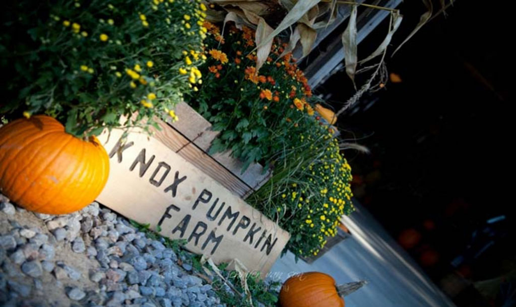 Knox Pumpkin Farm